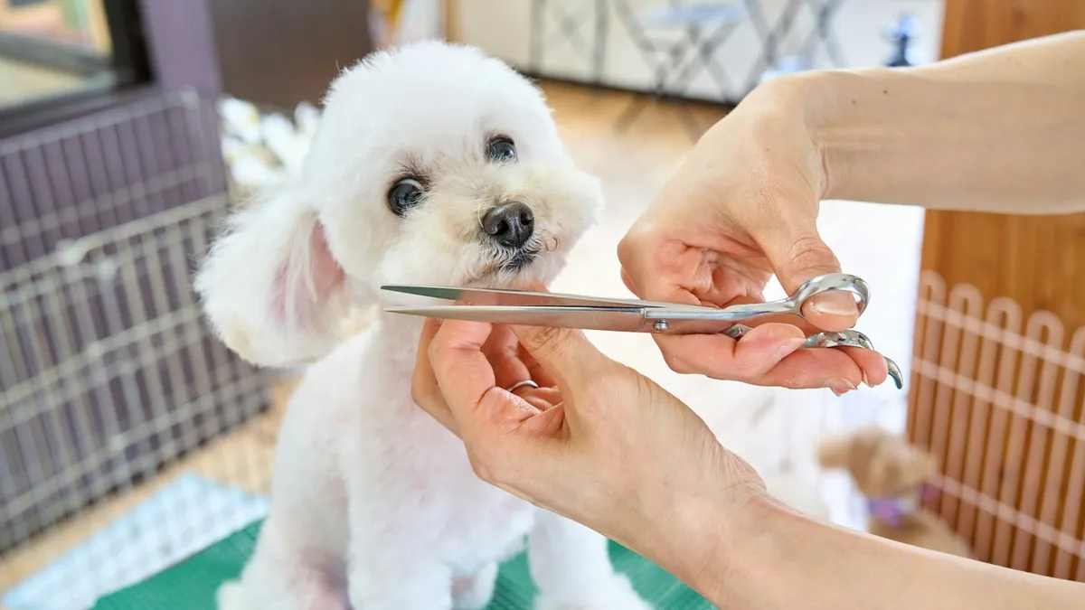 Pet Grooming interior — Barakah Trading & Consultancy